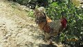 760 Bhutz cock